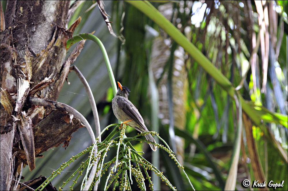 Praslin-2017-03-04-089