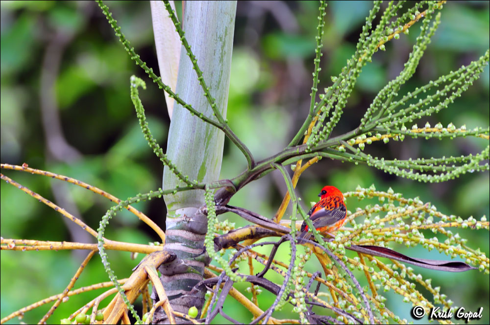 Praslin-2017-03-05-012