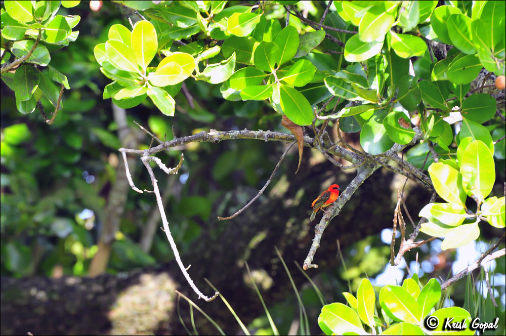 Praslin-2017-03-05-019