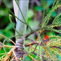 Praslin-2017-03-05-012.jpg