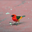 Praslin-2017-03-06-005.jpg