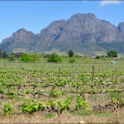 Stellenbosch