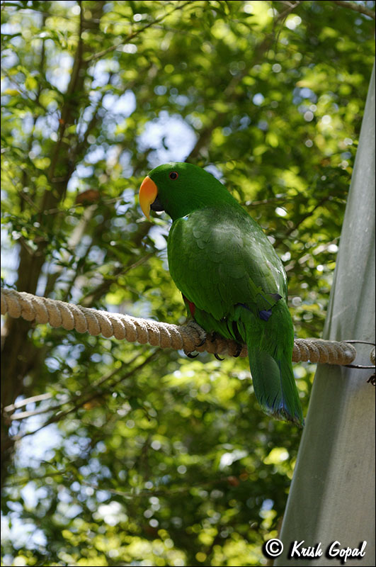 AUS_2782
