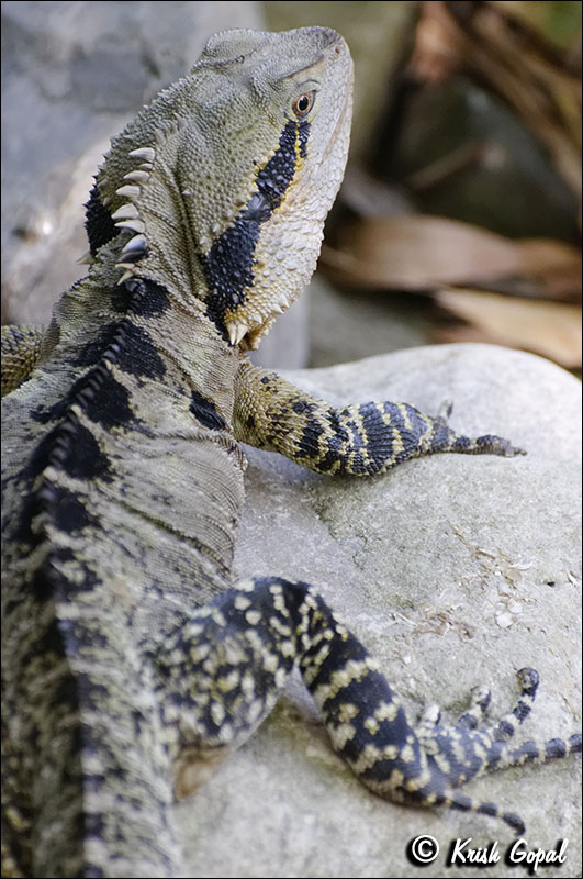 AUS_2836