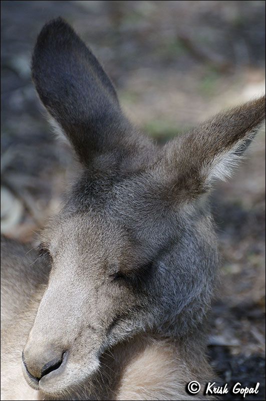 AUS_2851