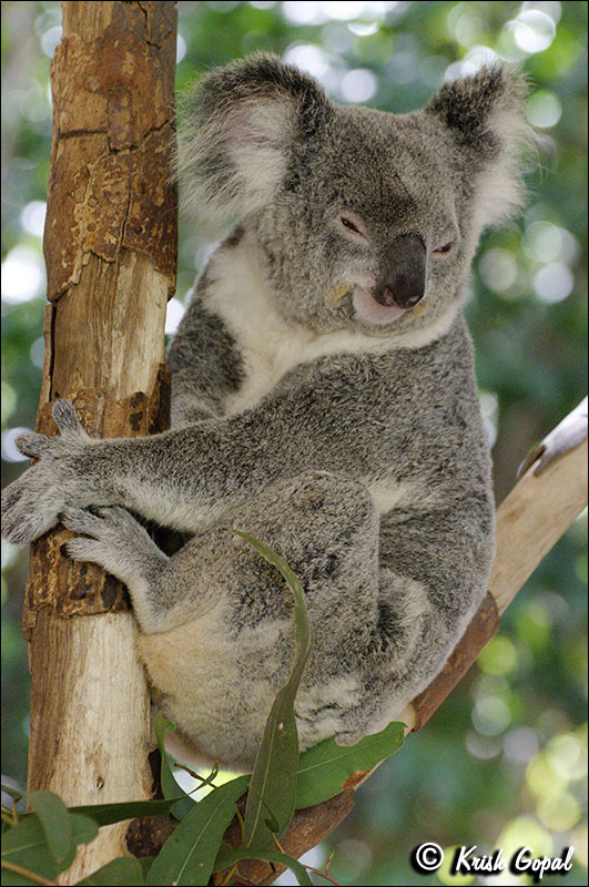 AUS_2859