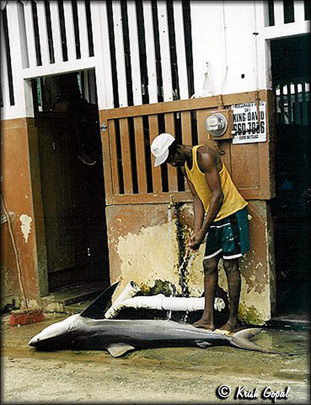 photo45
