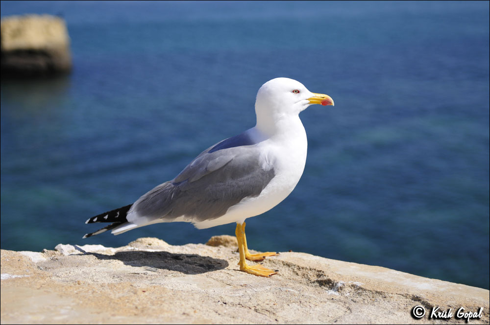 ALG_584